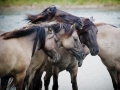 Konik paarden in Natuurgebied Lente Vreugd. (augustus 2018)