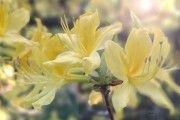Azalea met diffuus licht door de bomen. (mei 2026)