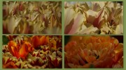 Collage-tulpen-Keukenhof-28-04-2025-©