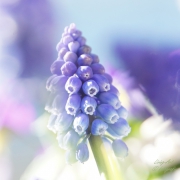 Serie van verschillende lentebloemen. Blauwe druifjes. (februari, maart 2021)