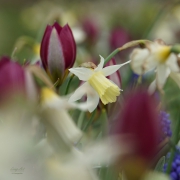 Serie van verschillende lentebloemen. Narcissus 'Sailboat'. (april, mei 2021)