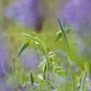 Serie van verschillende lentebloemen. Salomonszegel in de knop. (april, mei 2021)