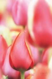 Tulpen festival. (maart/april 2026)