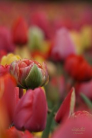 Tulpen festival (maart/april 2026)