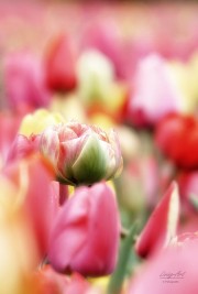 Tulpen festival. (maart/april 2026)
