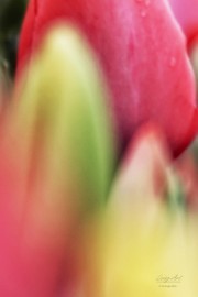 Tulpen festival. (maart/april 2026)