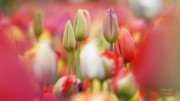 Tulpen festival ( maart/april 2026)