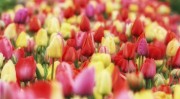 Tulpen festival. (maart/april 2026)
