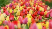 Tulpen festival (maart/april 2026)