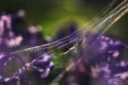 Hyacintenbos-klein-spinnetje-in-regenboog-web.-april-2023