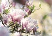 Magnolia, Tulpenboom. (april 2026)