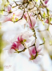 Magnolia, Tulpenboom. (april 2026)