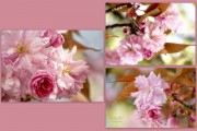 Prunus, Japanse sierkers, (april 2026)